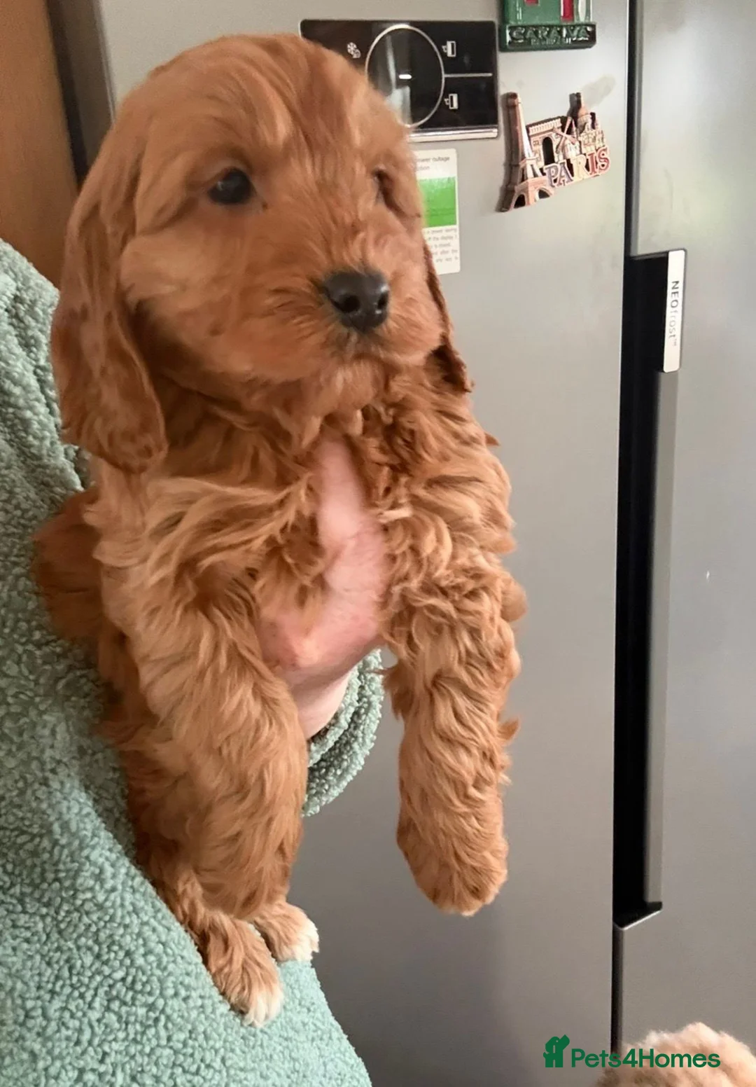 Cockapoo dogs for sale: Stunning Cockapoo Puppies - Advert 7