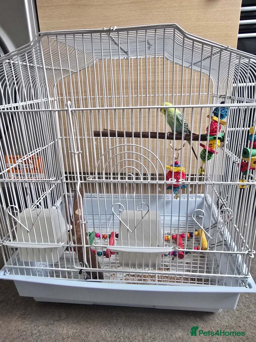 Budgerigars birds for sale: Beautiful Hand-Tamed Male Budgie – 1 Year Old  - Advert 2