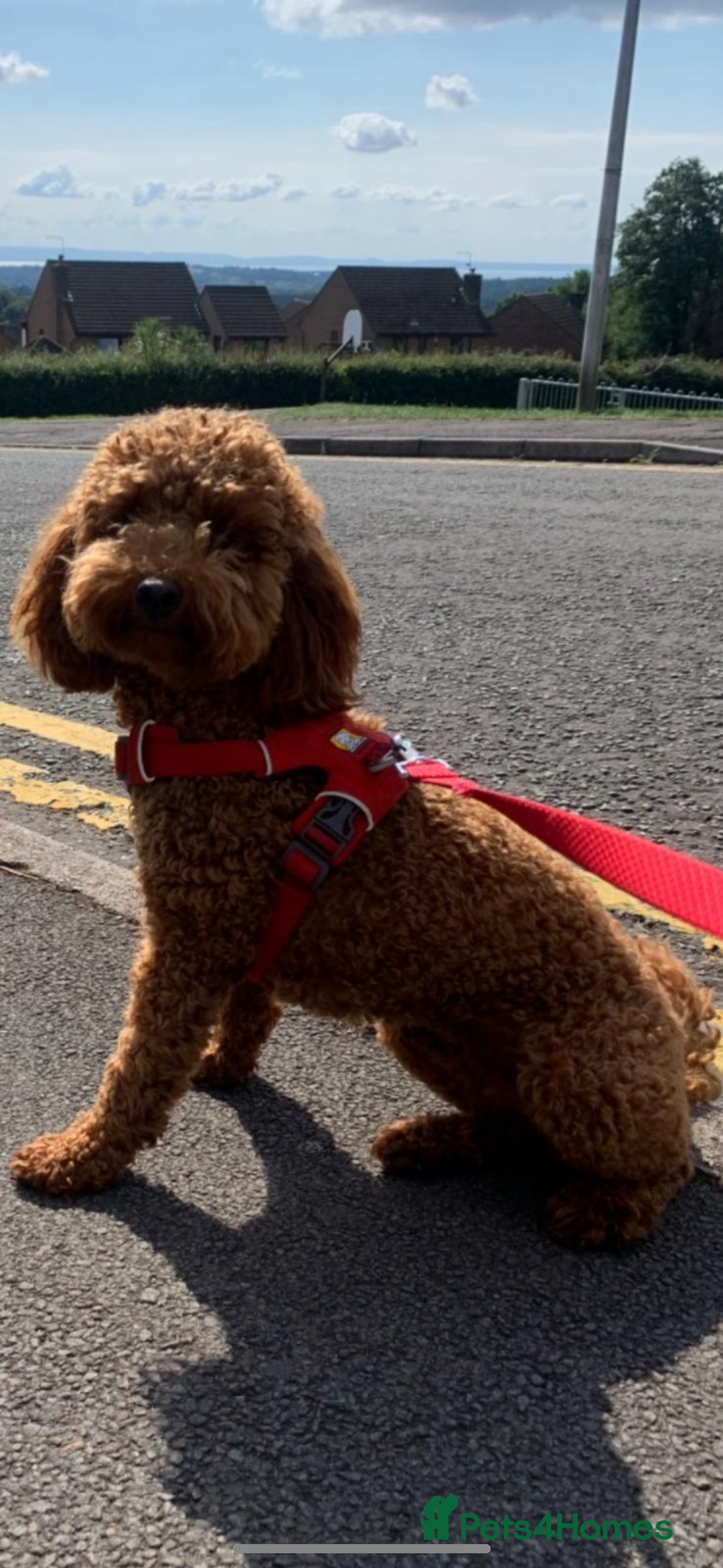 Cockapoo dogs for sale: 6 gorgeous Cockapoo puppies for sale  - Advert 1