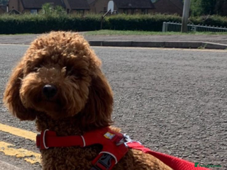 Cockapoo dogs 6 gorgeous Cockapoo puppies for sale - Advert 1