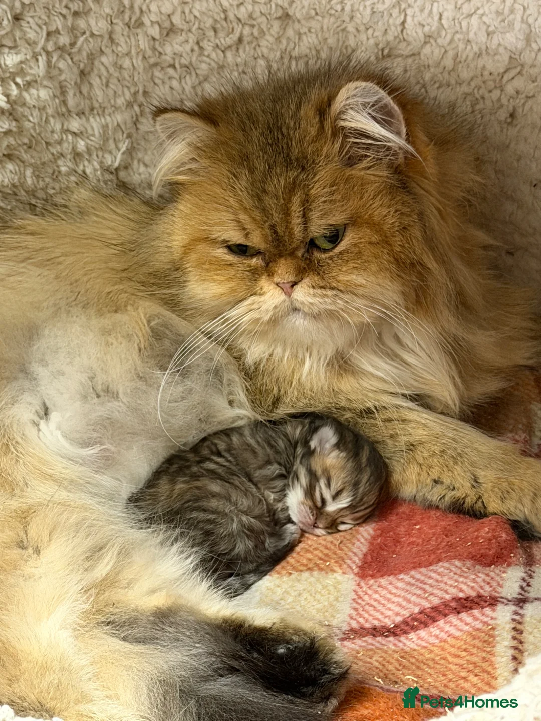 Persian cats for sale: Beautiful golden chinchilla Persian female kitten - Advert 1