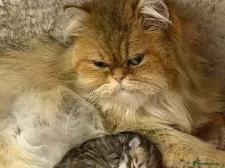 Persian cats Beautiful golden chinchilla Persian female kitten - Advert 10