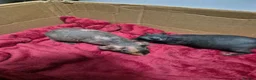 Guinea Pig rodents for sale: Pair of Baby Male Skinny Pigs For Sale  - Advert 6