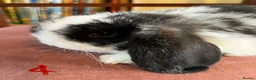 Mini Lop rabbits for sale: Fabulous Friendly Mini Lop Babies - Advert 35