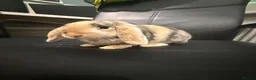 Mini Lop rabbits for sale: Toffee the Mini Lop - READY NOW - Advert 4