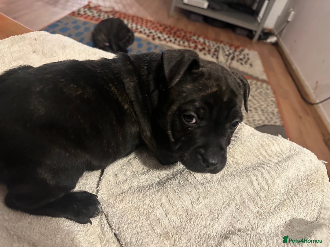 Mixed Breed dogs for sale: Beautiful staffy puppies looking for forever home  - Advert 14