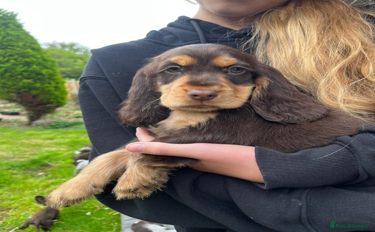 Cocker Spaniel dogs - Advert 15