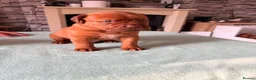 Dogue De Bordeaux dogs for sale: Stunning KC Dogue de Bordeaux Puppies - Advert 17