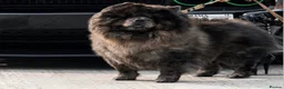 Chow Chow dogs for sale: 2 beautiful chow chow puppies - Advert 11