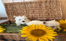 West Highland Terrier dogs for sale: Westie puppies  - Image 4