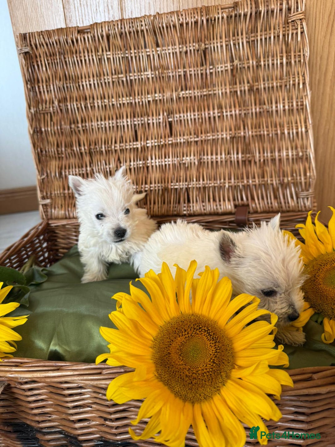 West Highland Terrier dogs for sale: Westie puppies  - Image 4