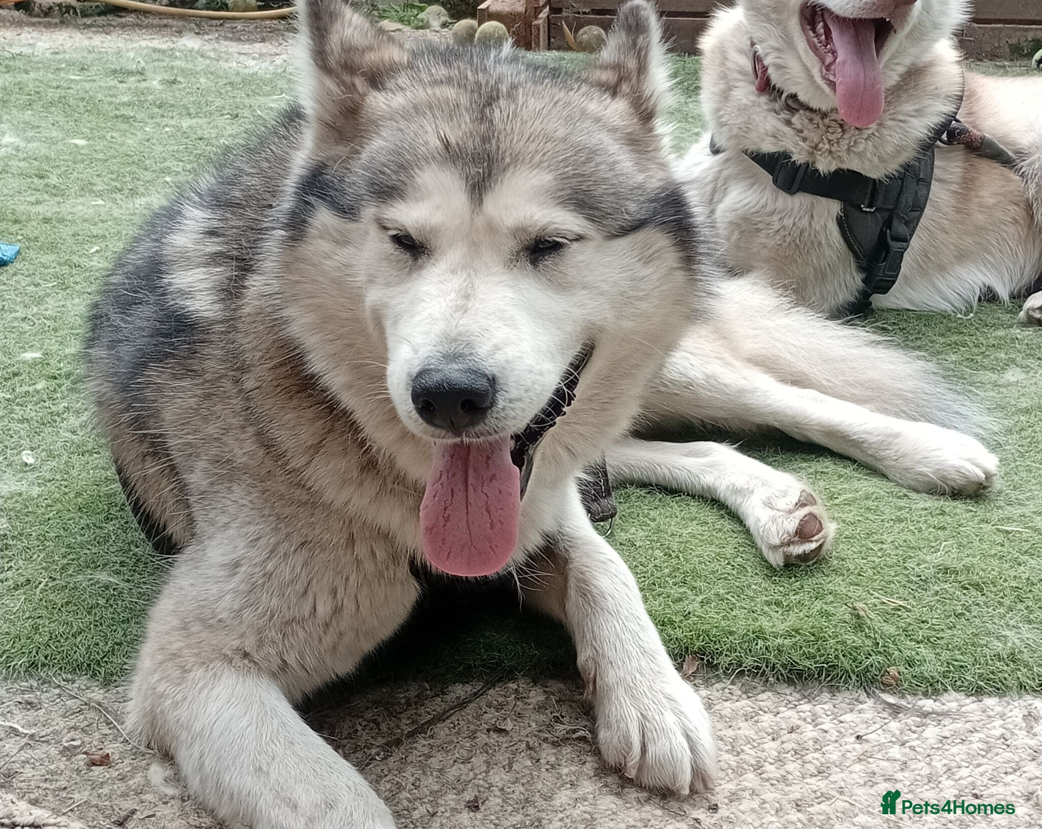 Utonagan dogs Bella needs forever home - Advert 12