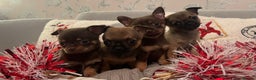 Chihuahua dogs for sale: Chihuahua Puppies  - Advert 1