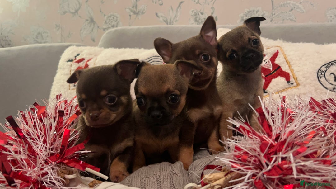 Chihuahua dogs for sale: Chihuahua Puppies  - Advert 1