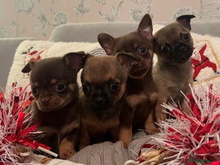 Chihuahua dogs Chihuahua Puppies - Advert 2