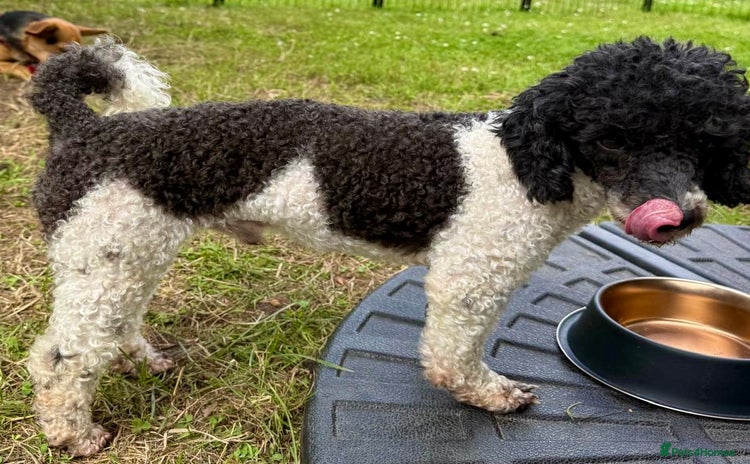 Poodle dogs - Advert 1