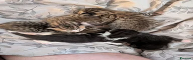 Tabby boy 3