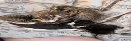 Mixed Breed cats for sale: Five stunning kittens - Advert 2