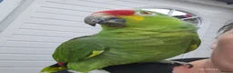 Parrots birds for sale: Red Lored Amazon - Advert 2