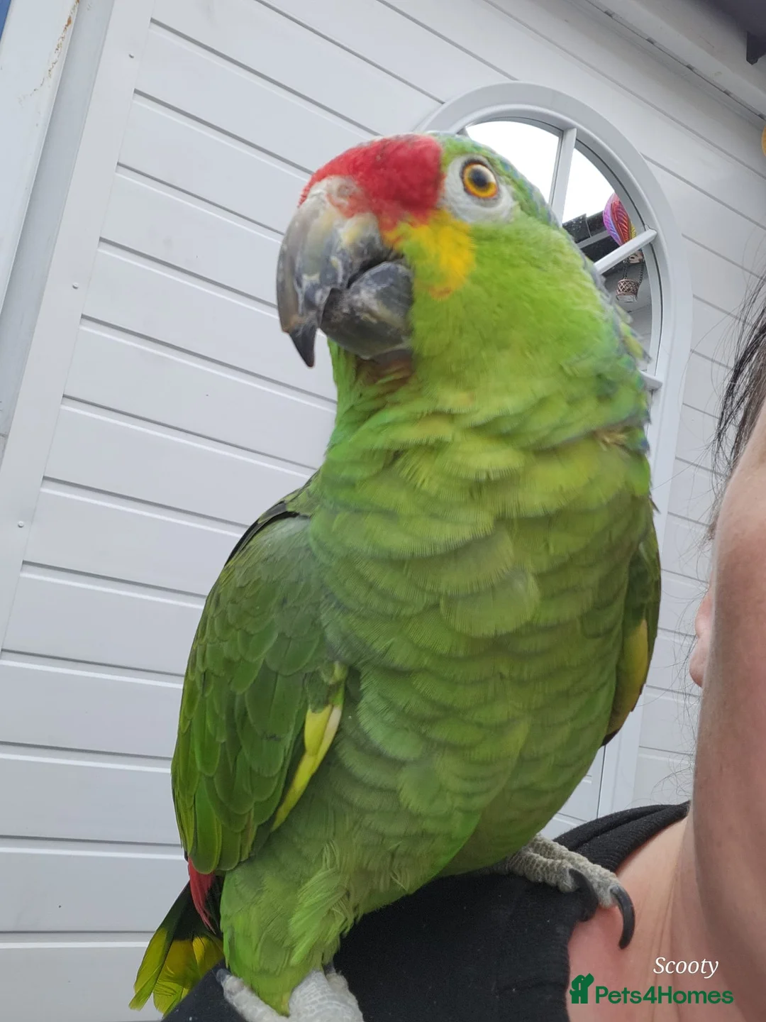 Parrots birds for sale: Red Lored Amazon - Advert 2