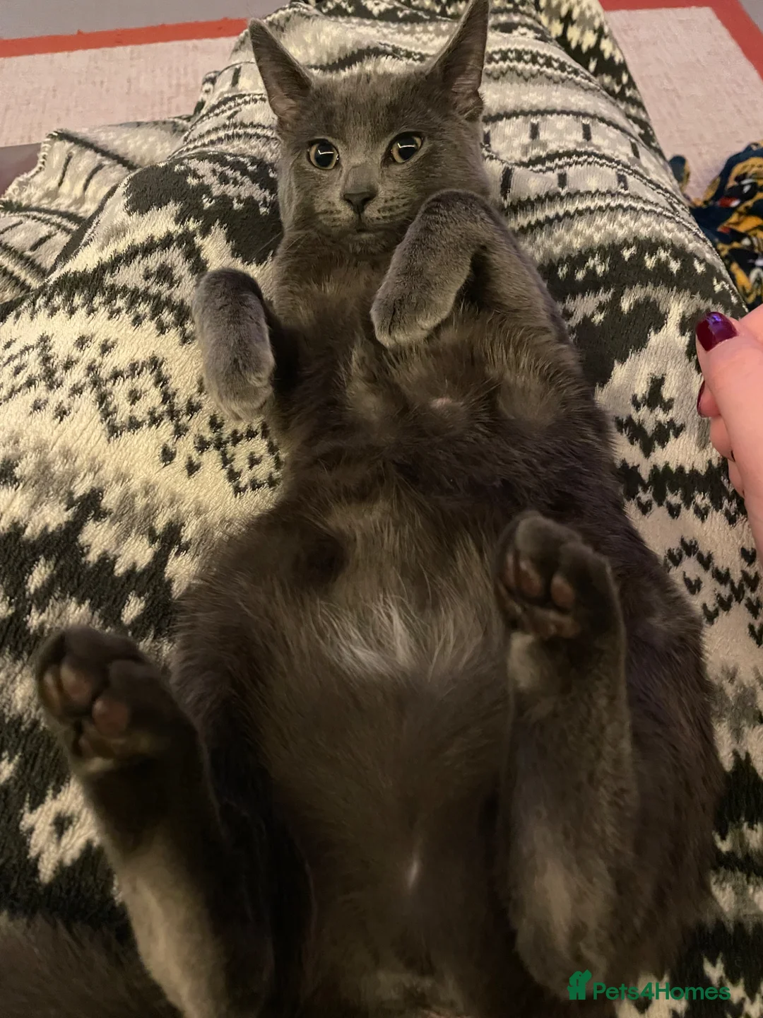 Mixed Breed cats for sale: Beautiful Grey Cat Looking for a Loving Home - Advert 6