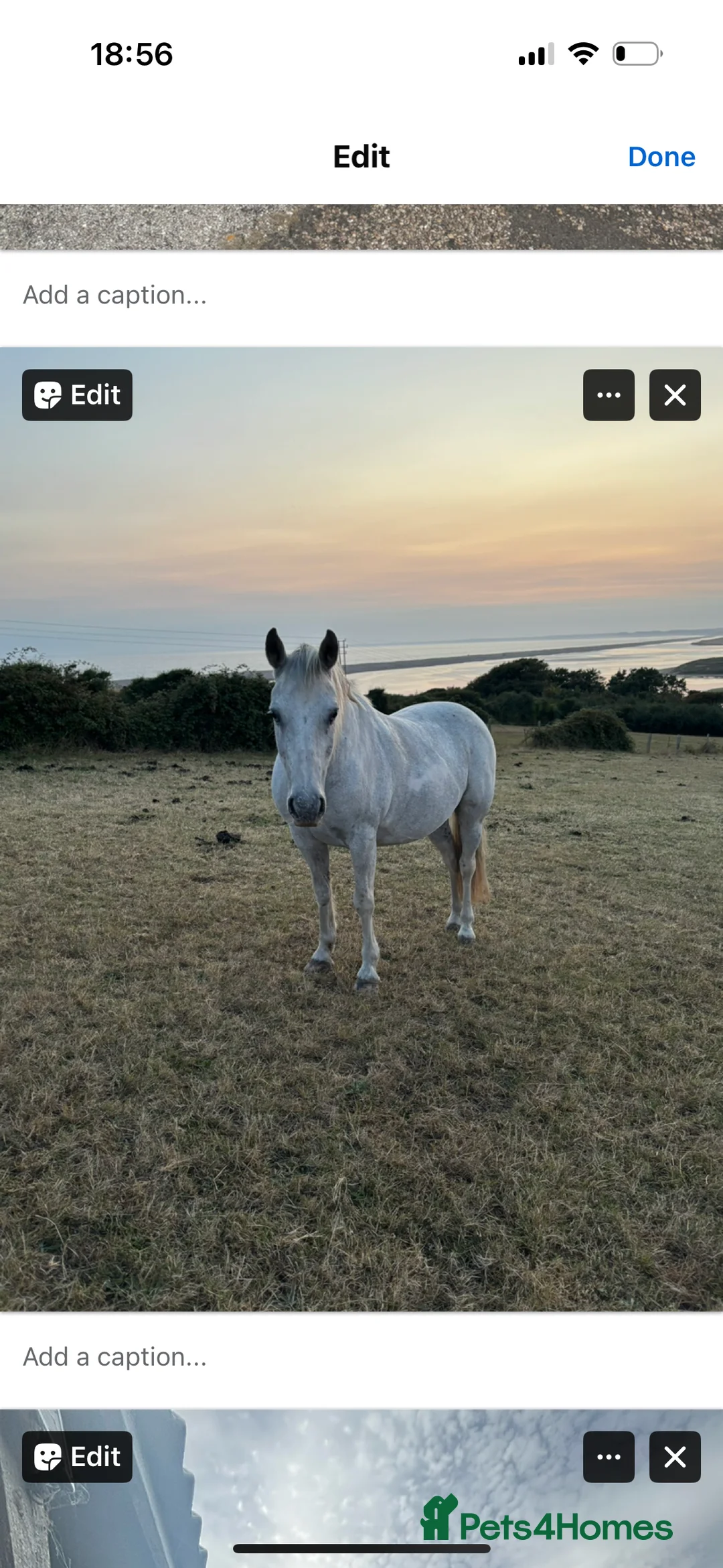 Other Breed horses for sale: Cob cross Arab  - Advert 2