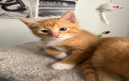 Mixed Breed cats for sale: Gorgeous Fluffy Ginger Kittens  - Image 4
