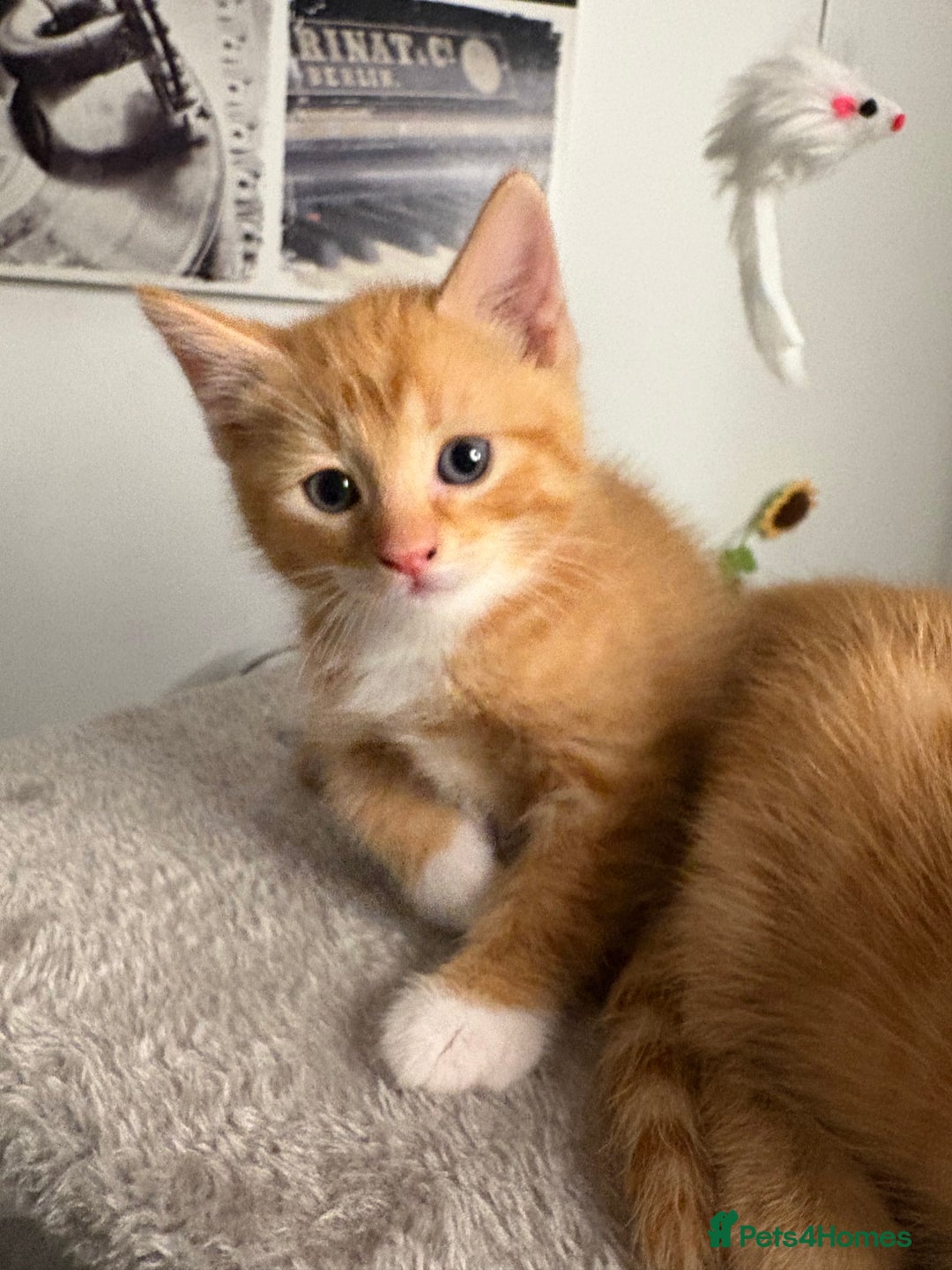Mixed Breed cats for sale: Gorgeous Fluffy Ginger Kittens  - Image 4