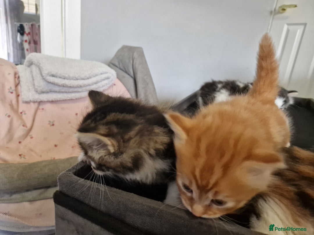 British Longhair cats for sale: Beautiful Fluffy kittens 3 Male 1 Female  - Image 4