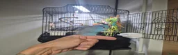 Parrots birds for sale: Parrotlet Male - Advert 10