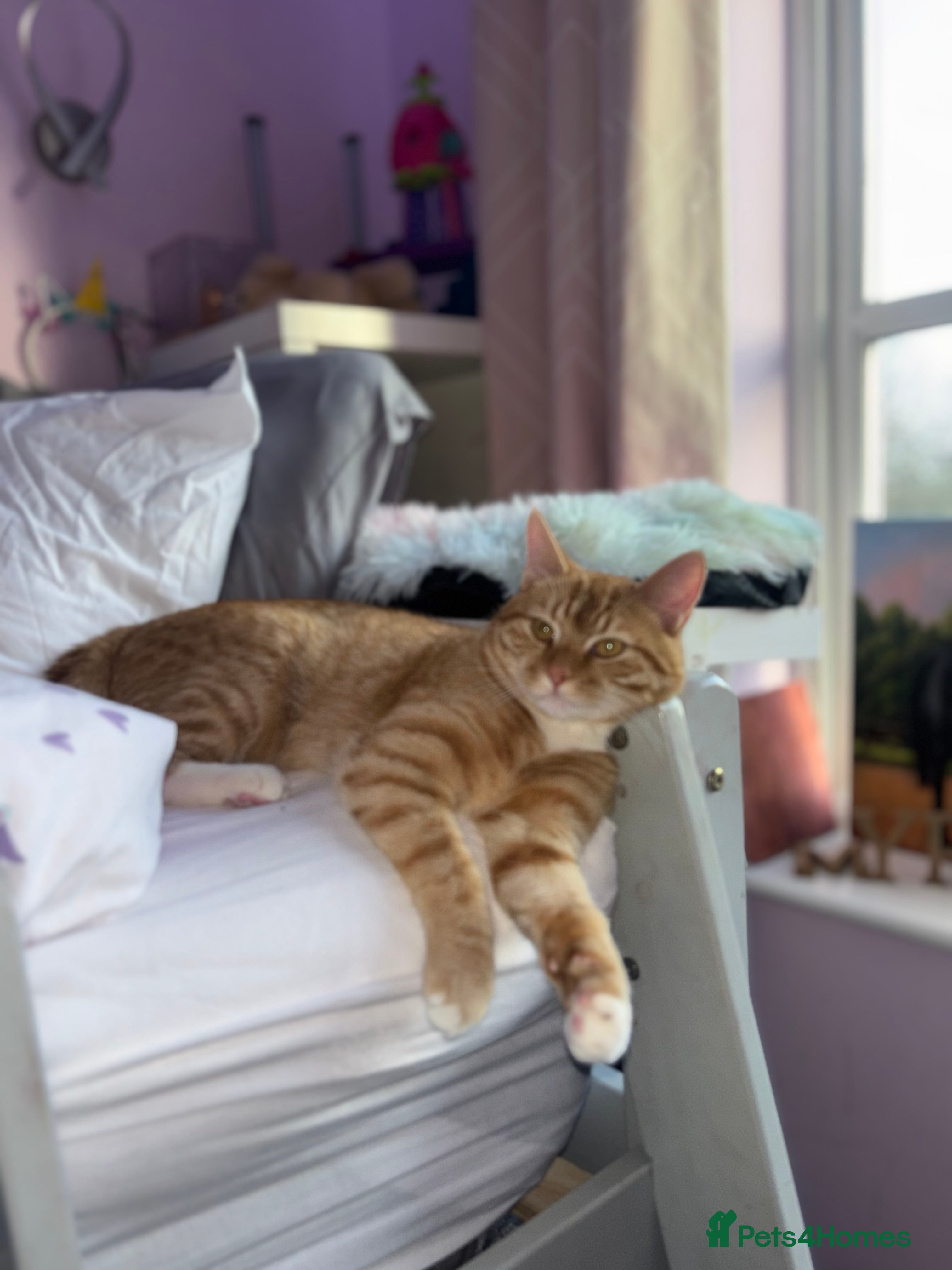 Mixed Breed cats Beautiful Ginger boy for stud - Advert 1