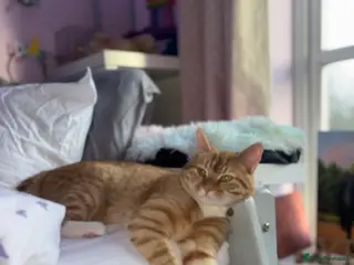 Mixed Breed cats Beautiful Ginger boy for stud - Advert 1