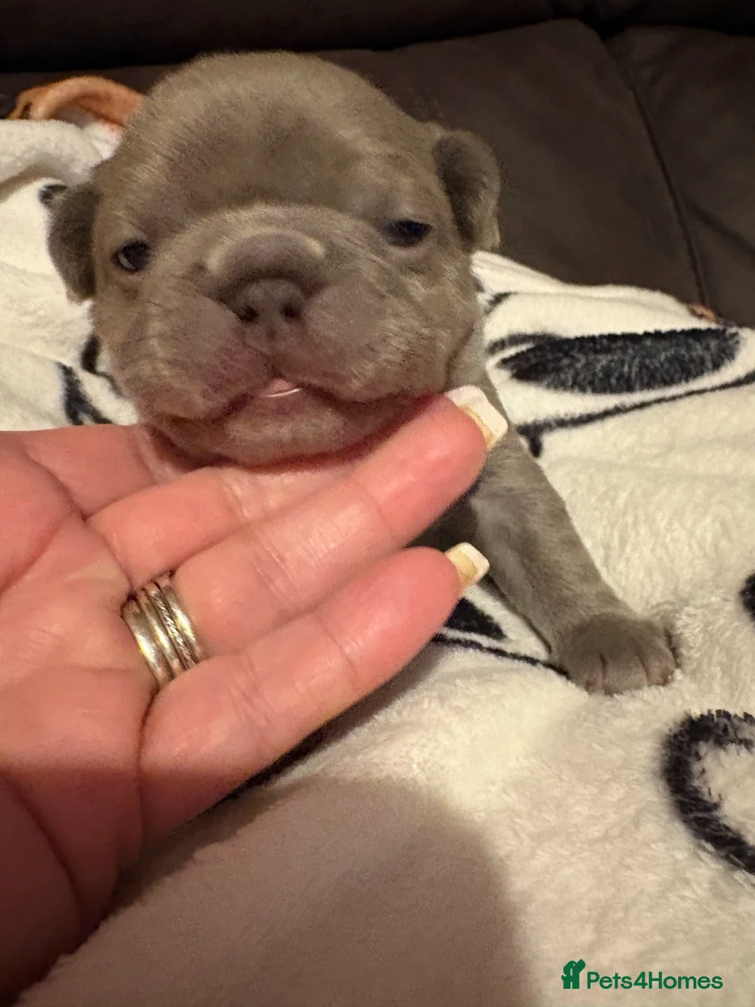 French Bulldog dogs for sale: K C registered beautiful French bulldogs  - Advert 8