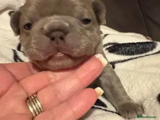 French Bulldog dogs K C registered beautiful French bulldogs - Advert 2