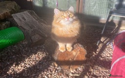 Siberian cats for sale: 🤎💚Gorgeous Traditional Siberian Babies💚🤎 - Image 16