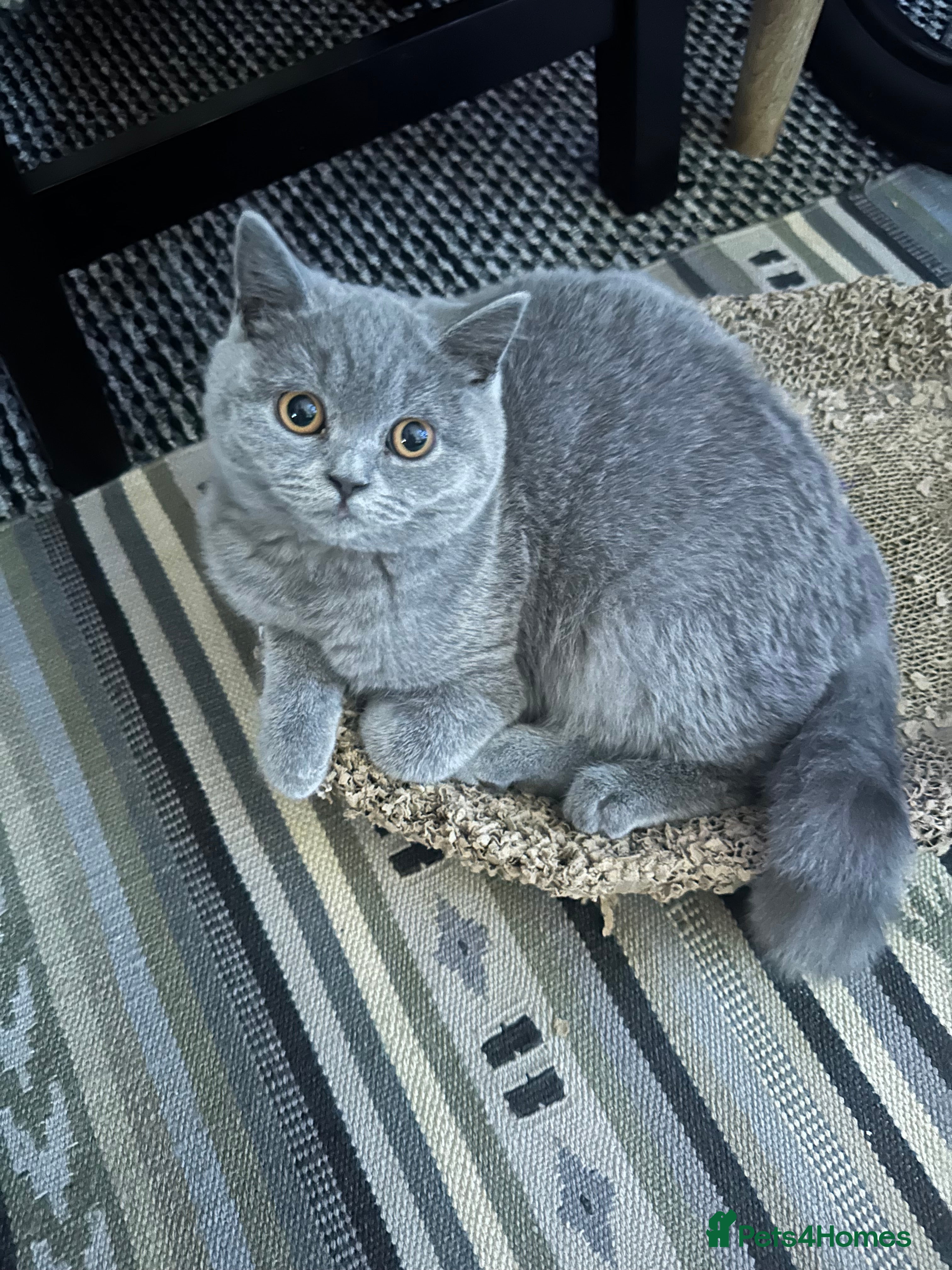 British Shorthair cats for sale: British Shorthair GCCF Registered Kittens  - Advert 2