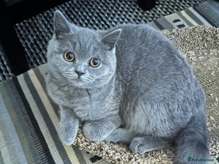 British Shorthair cats for sale: British Shorthair GCCF Registered Kittens - Advert 2