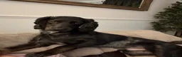 Cocker Spaniel dogs for stud: Smudge  in Shildon - Advert 4