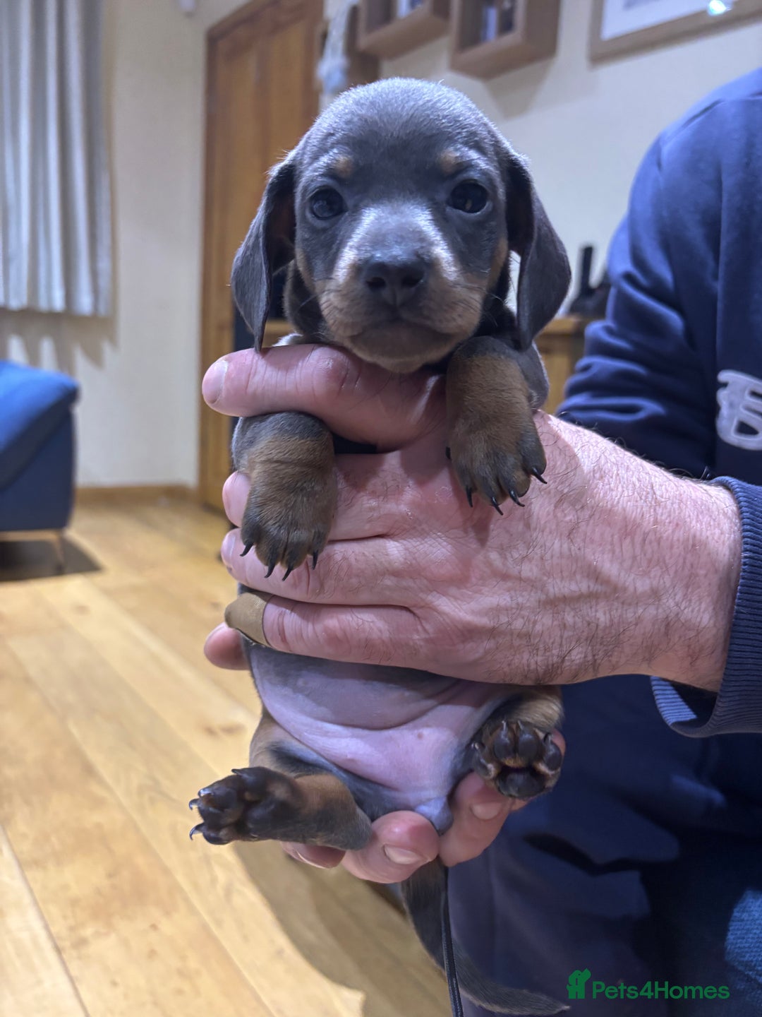 Miniature Dachshund dogs for sale: Miniature dachshunds  - Advert 5