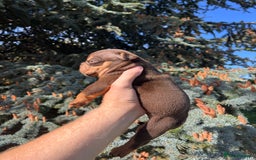 Olde English Bulldogge dogs for sale: RAINBOW OLD ENGLISH LITTER !!! - Image 14