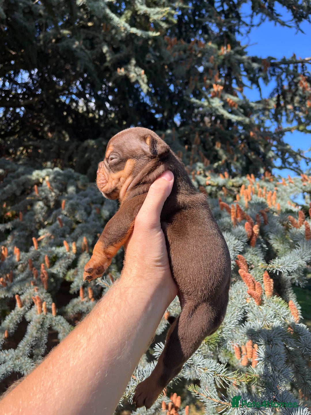 Olde English Bulldogge dogs for sale: RAINBOW OLD ENGLISH LITTER !!! - Image 14