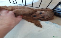 Cavapoo dogs for sale: Red cavapoo babies, both parent DNA tested - Image 13