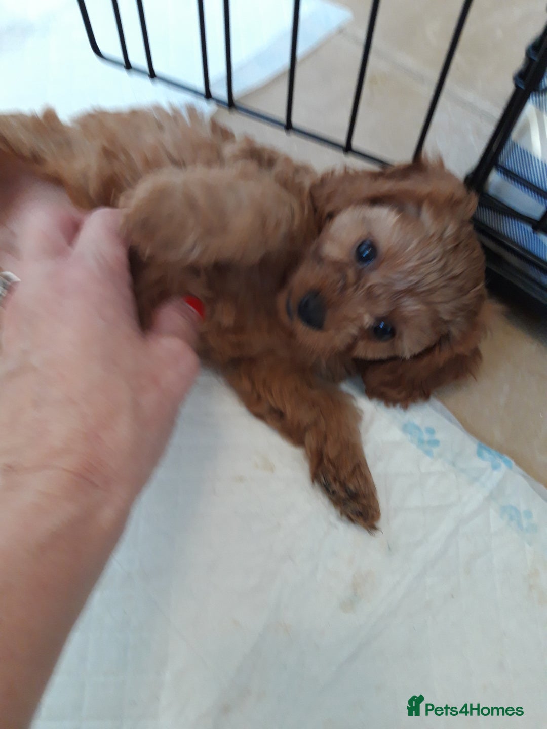 Cavapoo dogs for sale: Red cavapoo babies, both parent DNA tested - Image 13