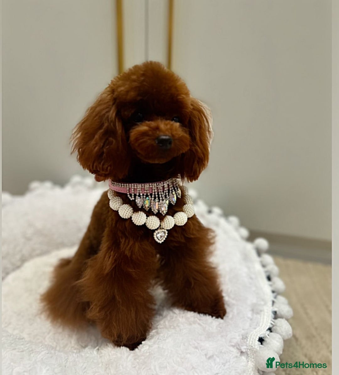 Toy Poodle dogs for sale: 🧸 💕Asian Toy Girl 💕🧸 - Image 2