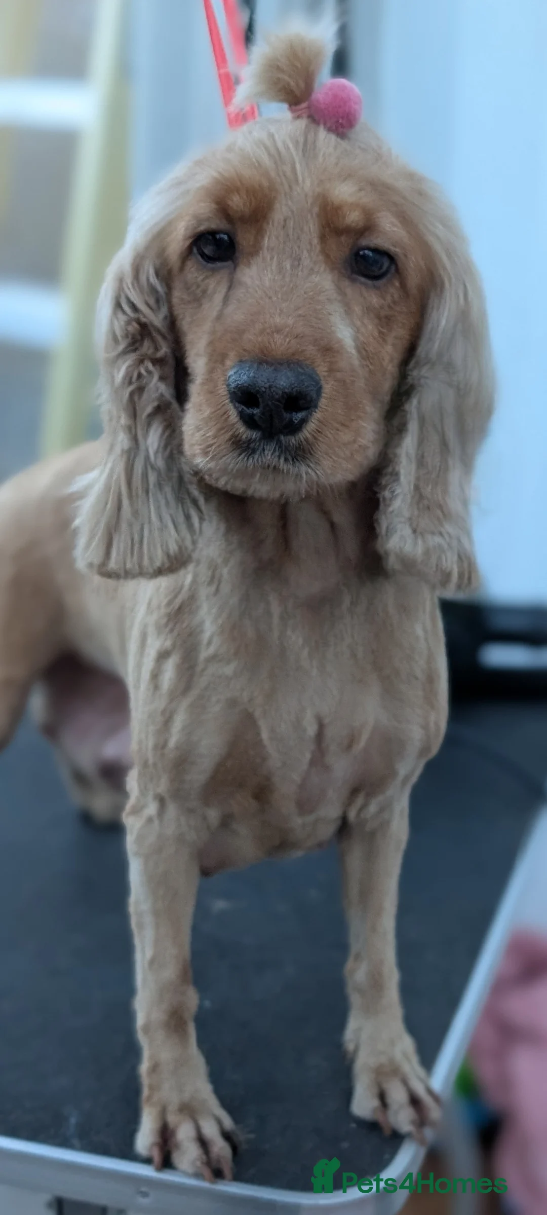 Cockapoo dogs for sale: Stunning F1 Toy Cockapoos Puppies  - Advert 6