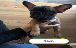 French Bulldog dogs for sale: 🌟 Beautiful French Bulldog Puppies  - Advert 13