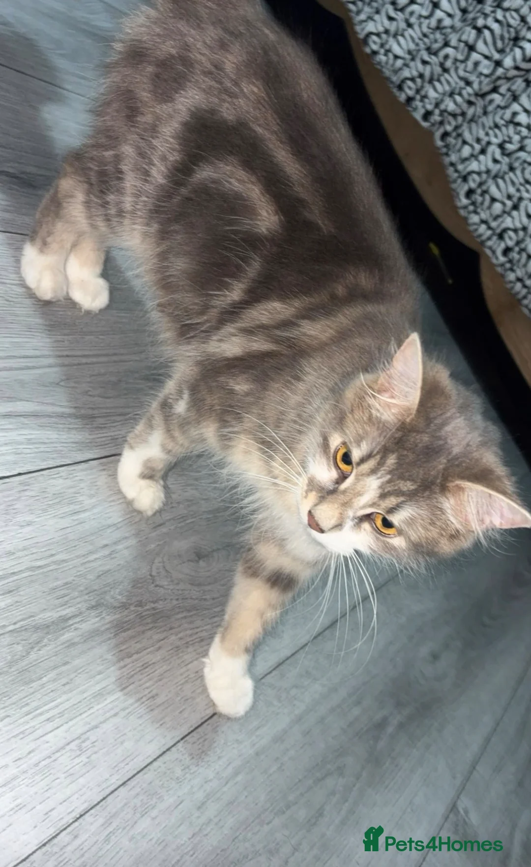 Mixed Breed cats for sale: Mix breed kitten - Advert 1