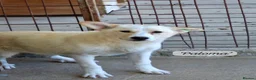 Mixed Breed dogs for adoption: Paloma, 7-8 months. Available for adoption. in Brixham - Advert 1