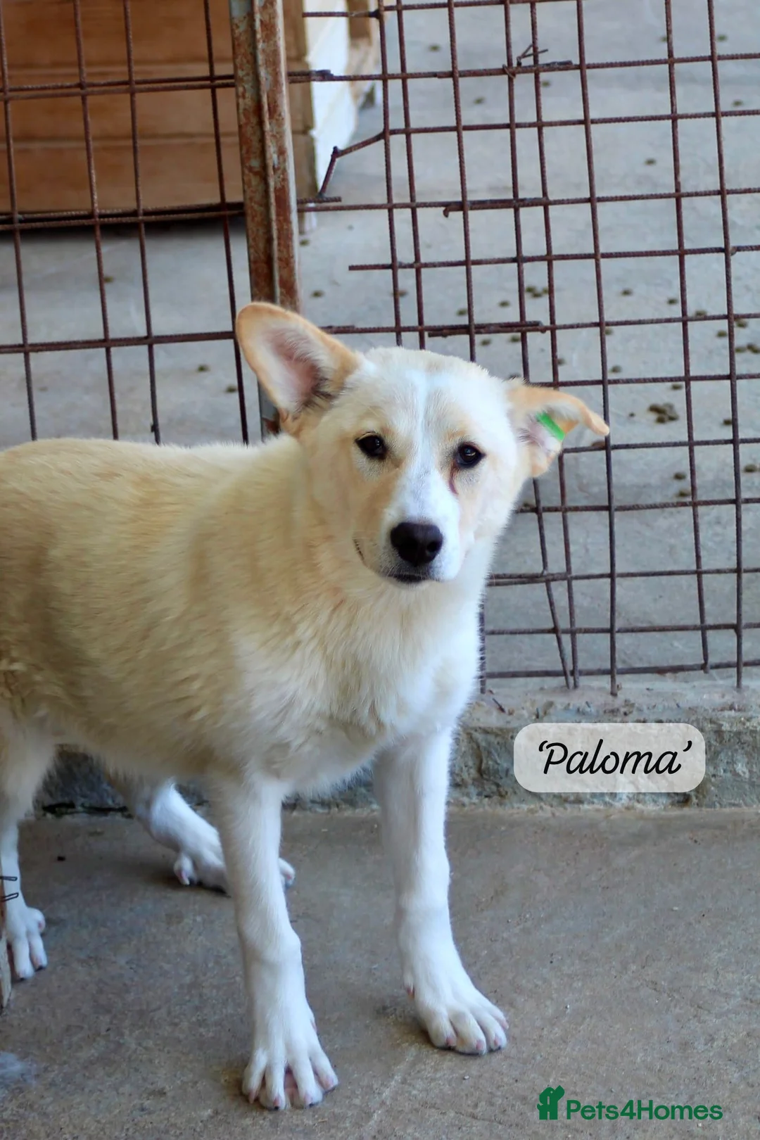 Mixed Breed dogs for adoption: Paloma, 7-8 months. Available for adoption. in Brixham - Advert 1