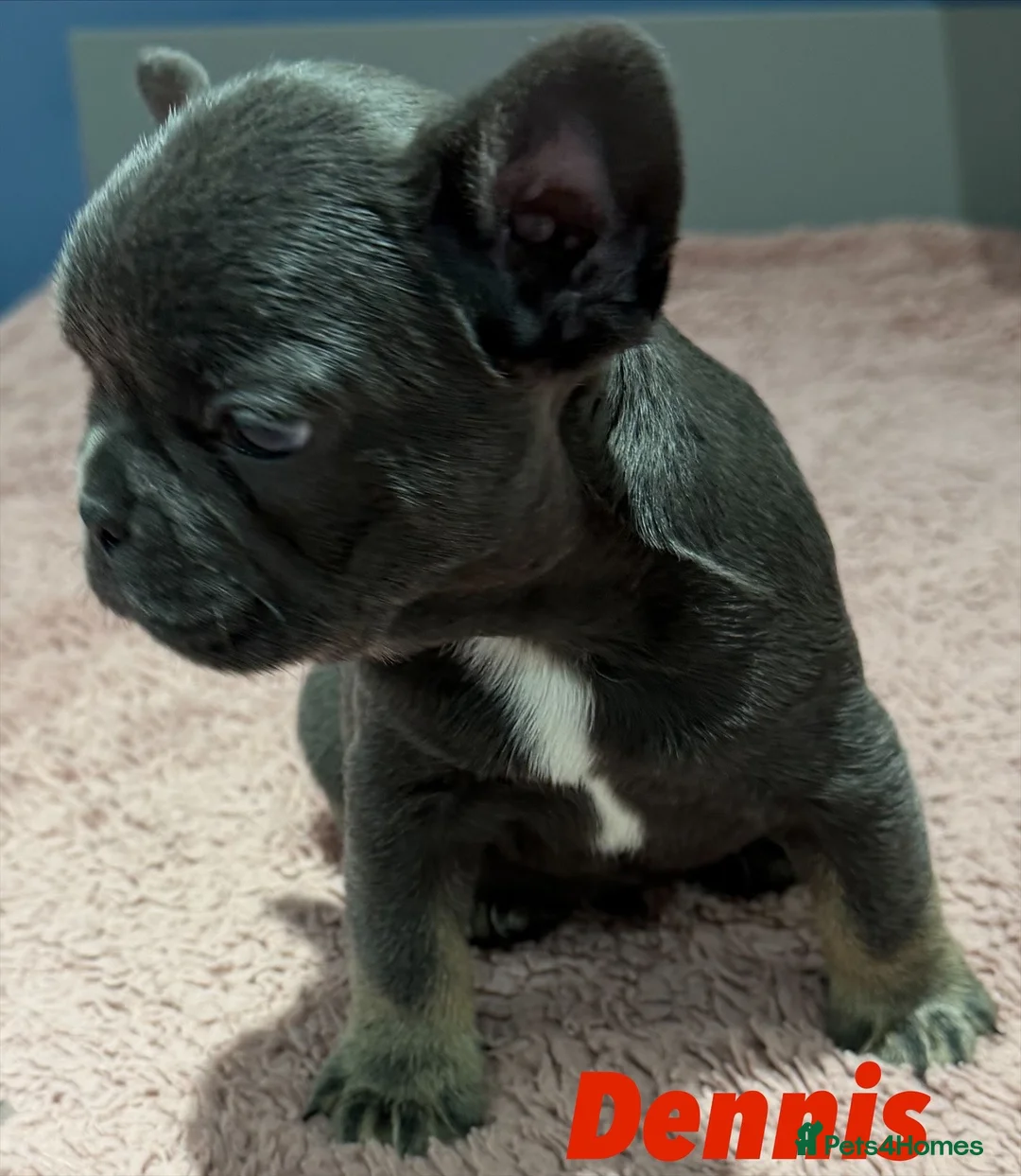 French Bulldog dogs for sale: French bulldog puppies - ready end of feb - Advert 16
